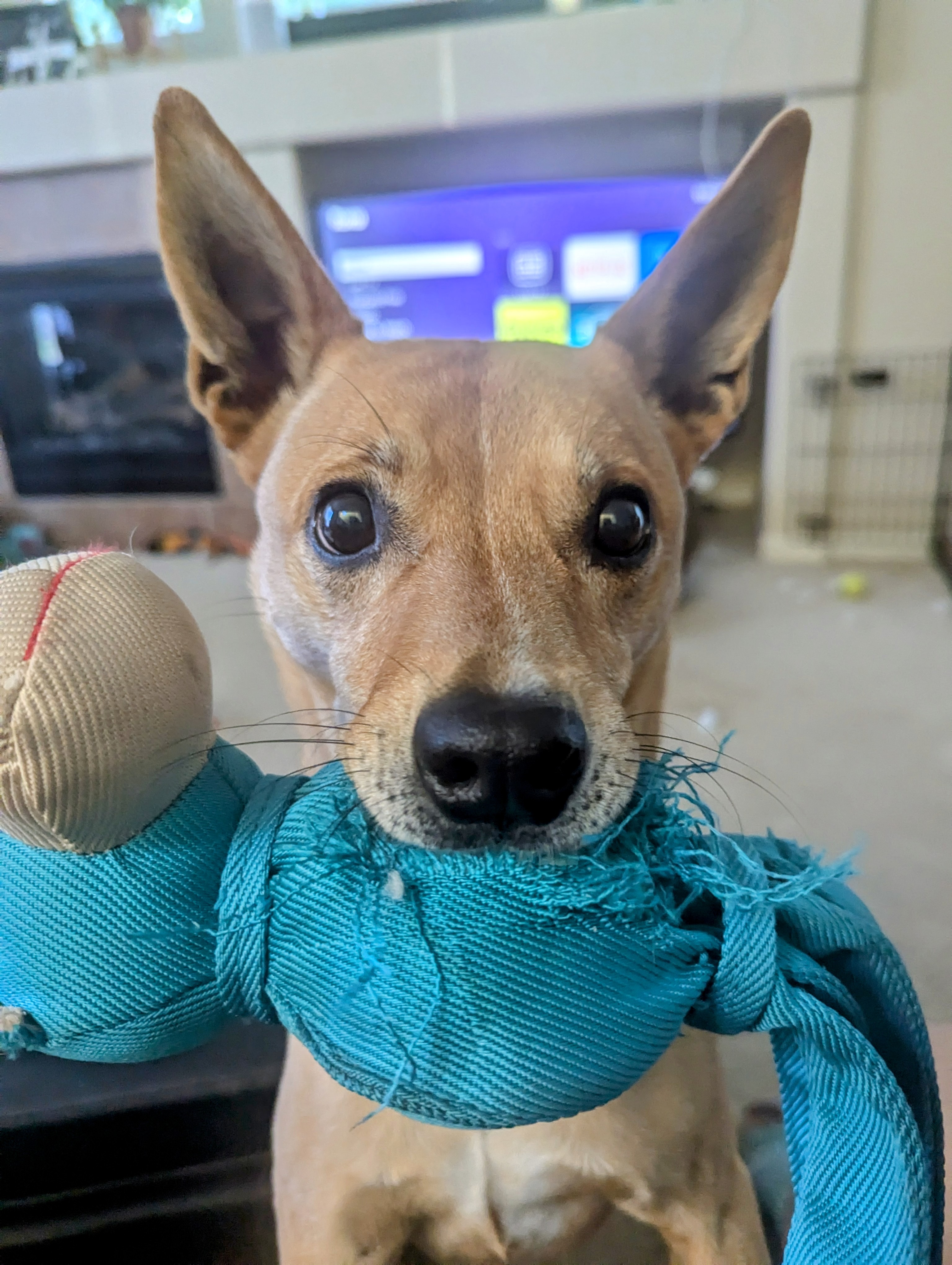 A very grateful pup